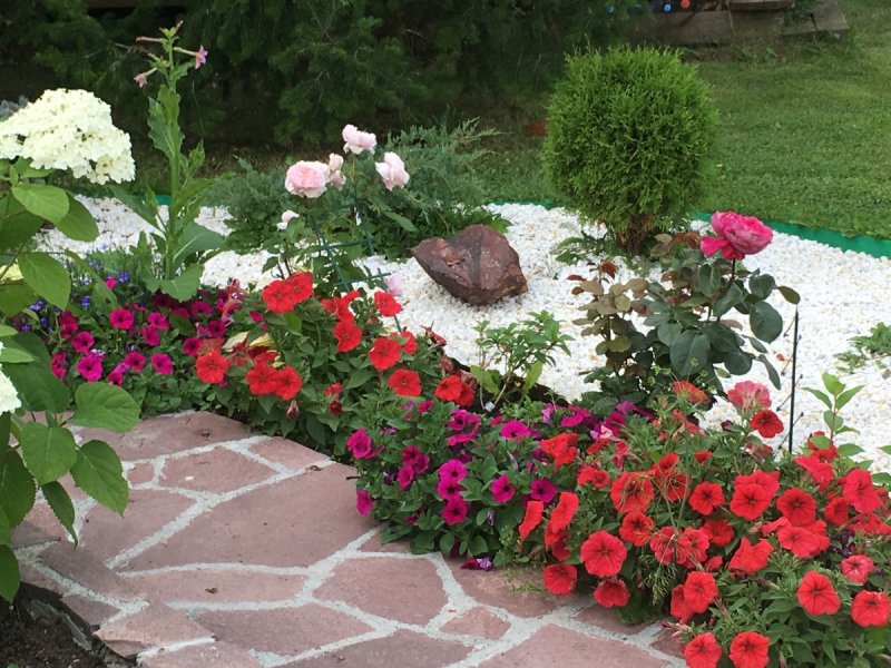 Дизайн клумб с розами