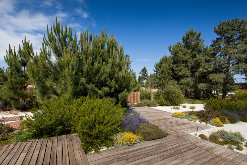 Сосна pinus nigra