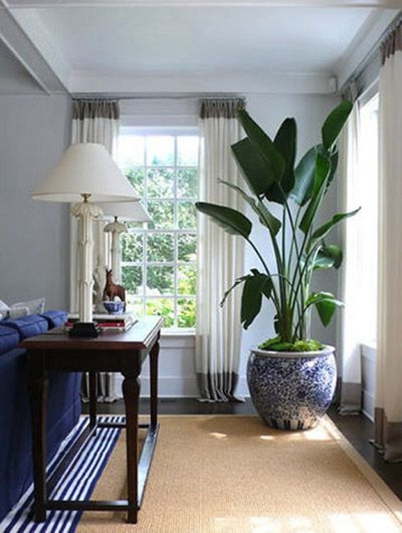 Стрелитция houseplants