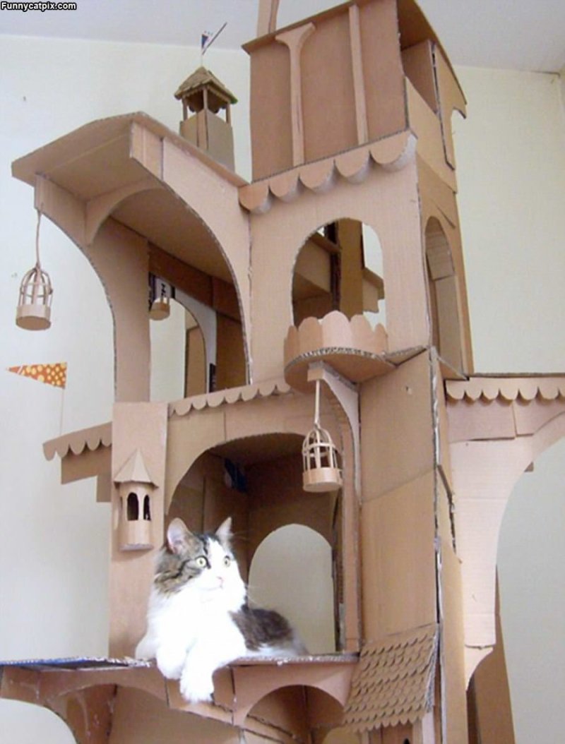 Кошкин дом из картонной коробки