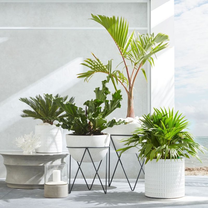 West elm горшки