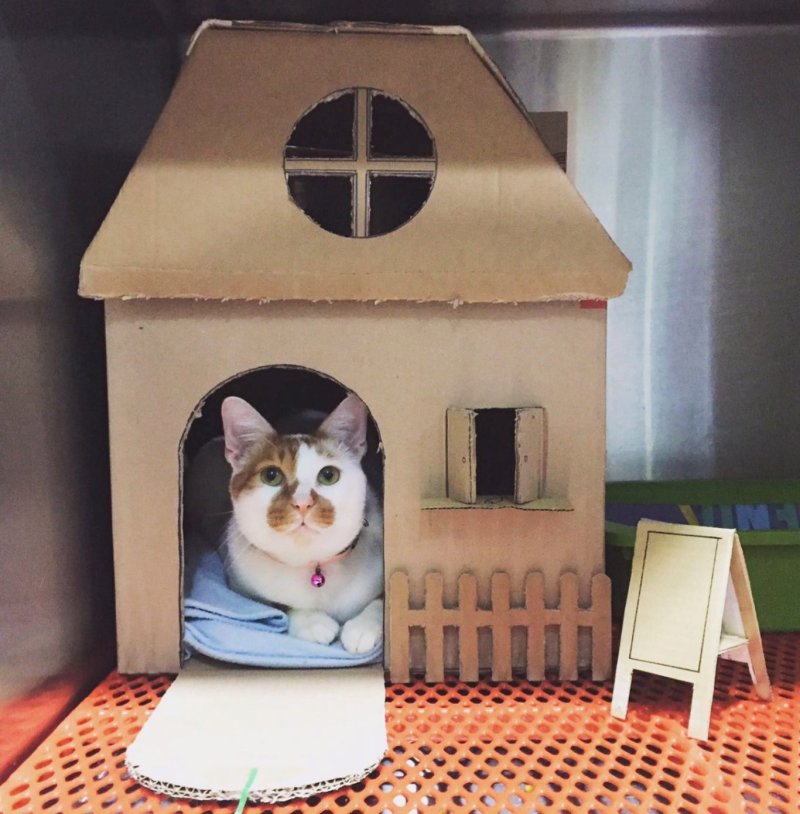 Кошкин дом из картонной коробки