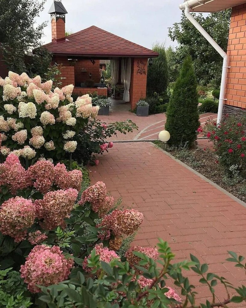 Метельчатая гортензия в ландшафтном дизайне