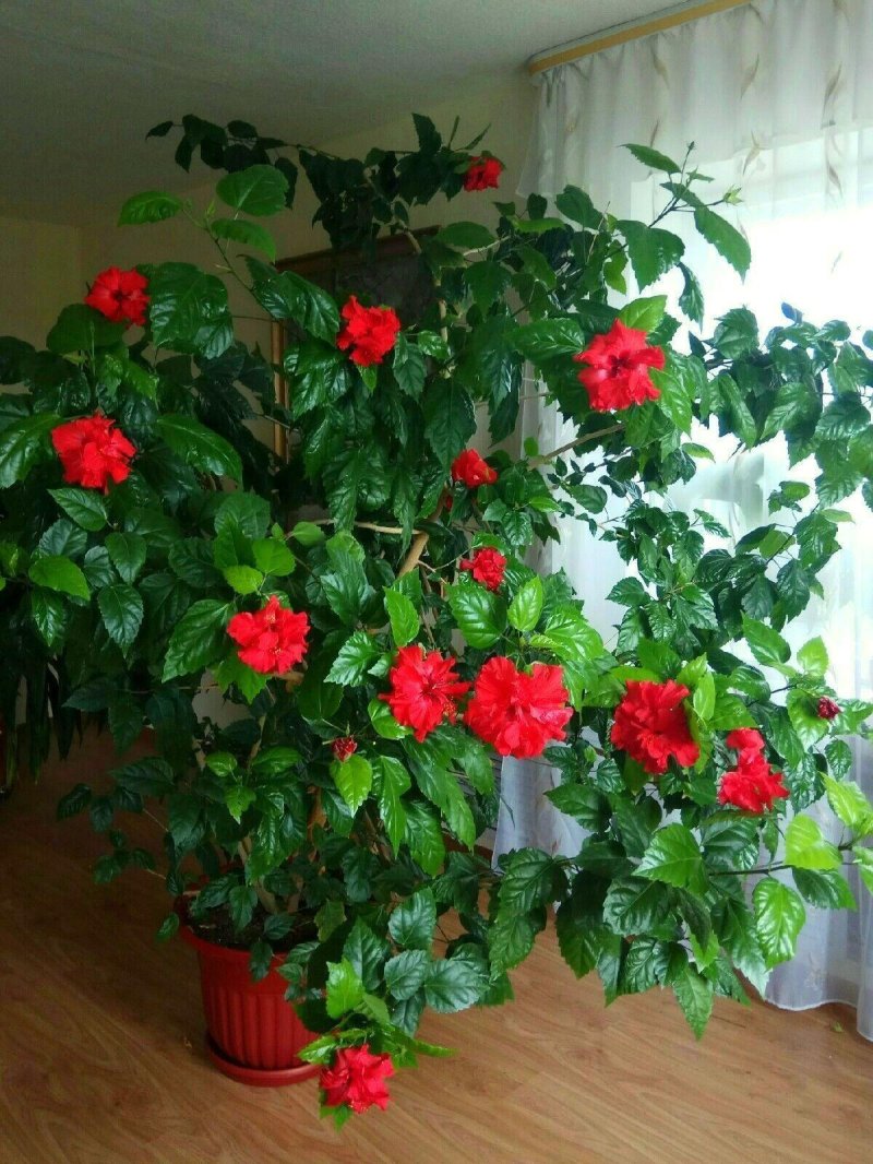 Комнатные цветы гибискус