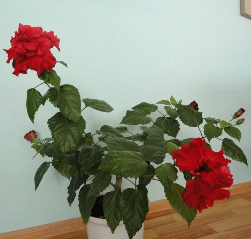 Гибискус китайская роза
