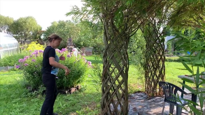 Живая беседка из ивы русская ива
