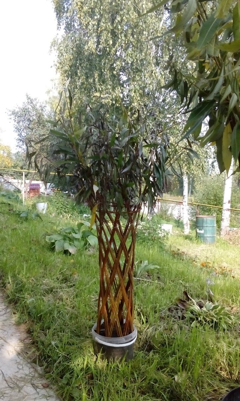 Плетеное дерево из ивы