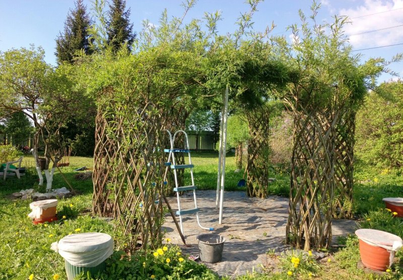 Ива плакучая беседка