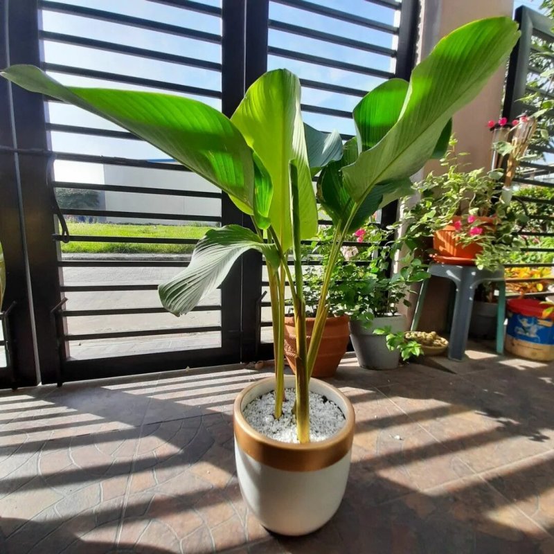 Калатея lutea