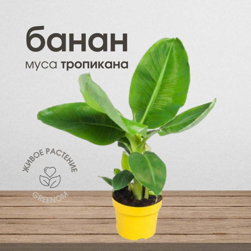 Банан тропикана комнатный