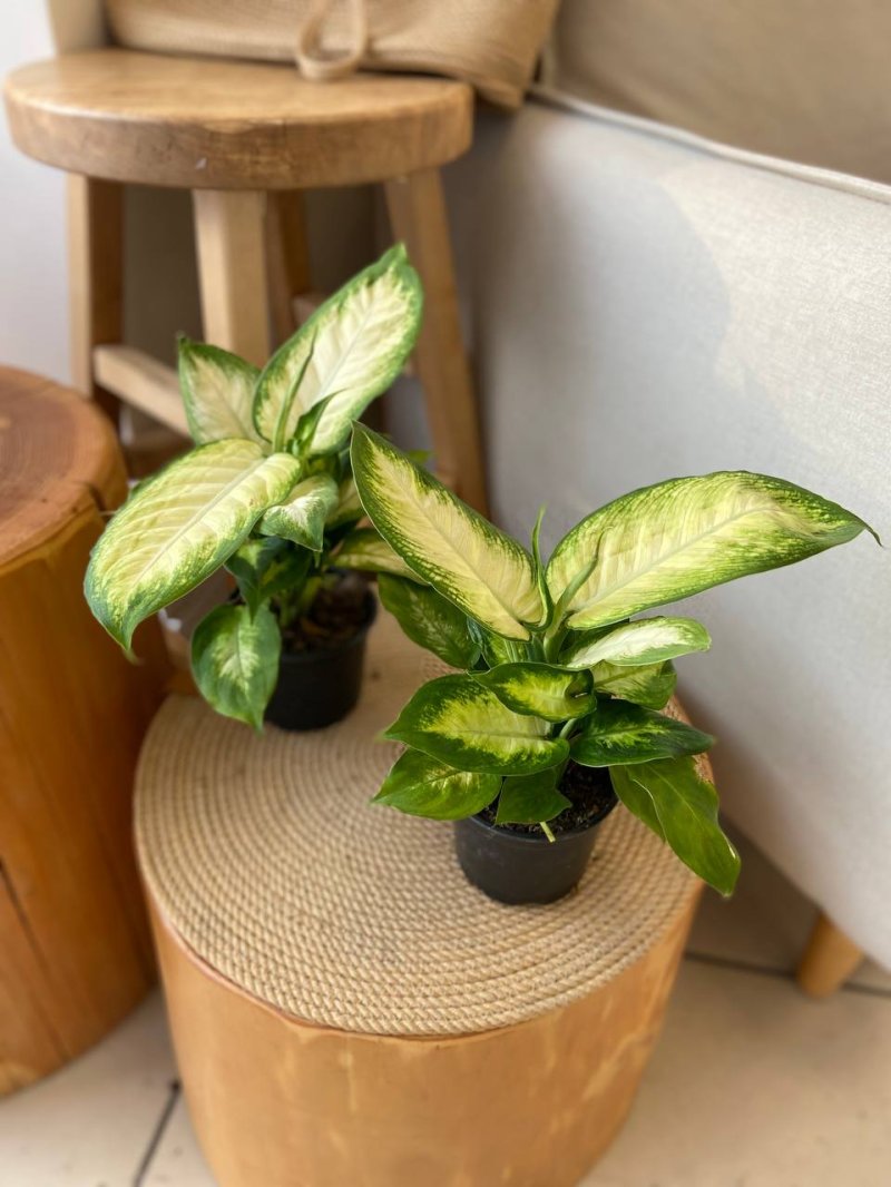 Диффенбахия dieffenbachia камилла