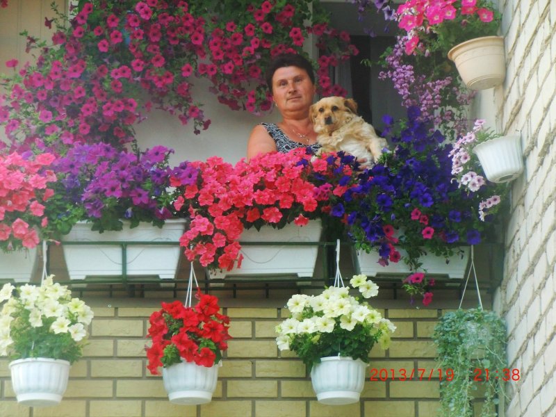 Ампельная петуния