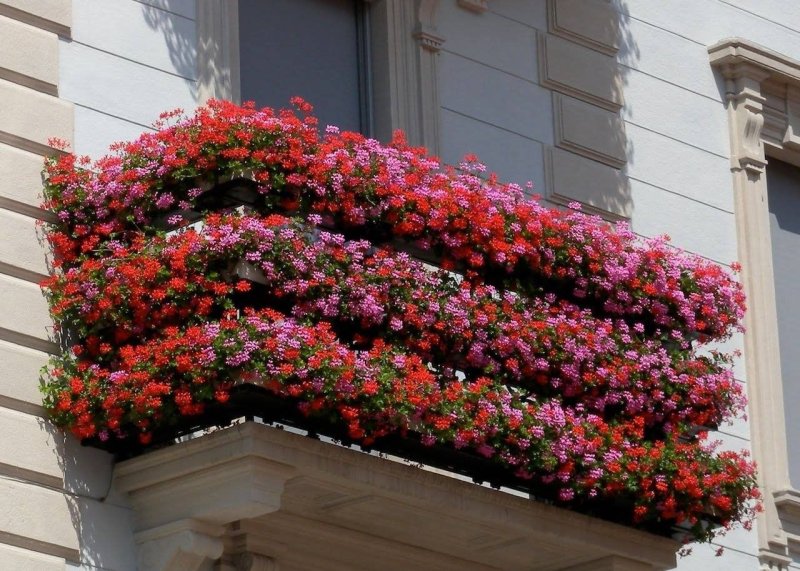 Пеларгония ампельная balkon