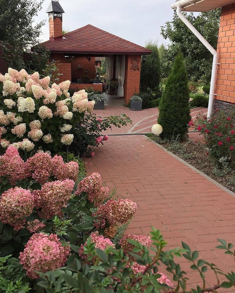 Гортензия метельчатая в ландшафте