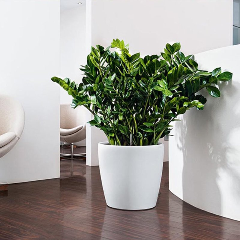 Lechuza classico color 21