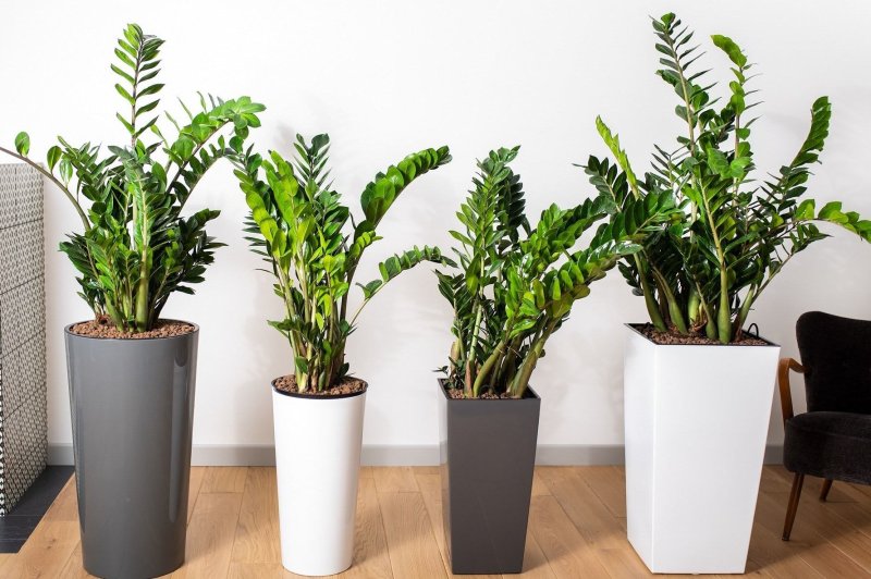 Zamioculcas zamiifolia