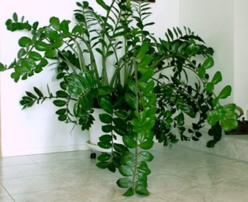 Замиокулькас долларовое