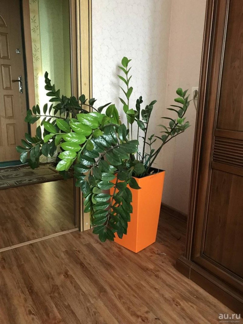 Замиокулькас долларовое дерево