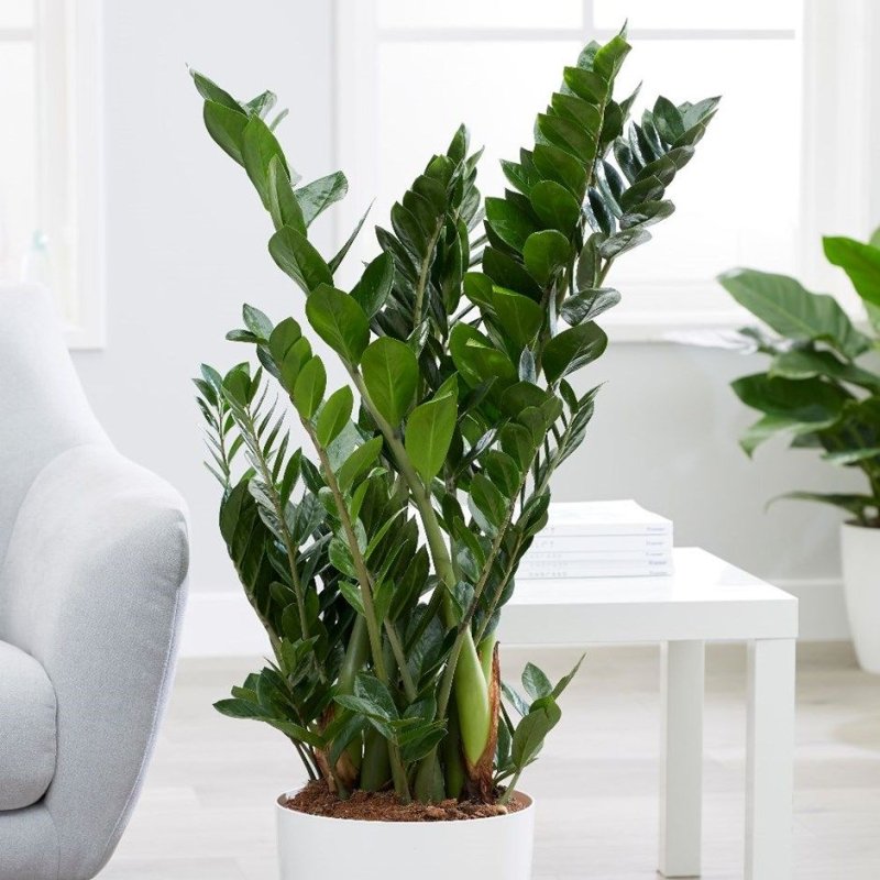 Zamioculcas zamiifolia