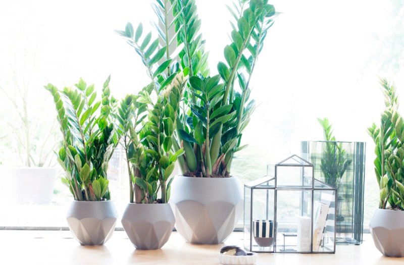 Zamioculcas zamiifolia