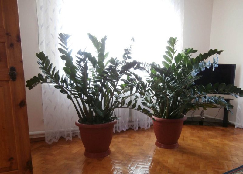 Цветок замиокулькас