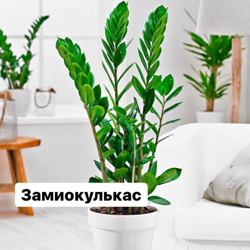 Замиокулькас цветок
