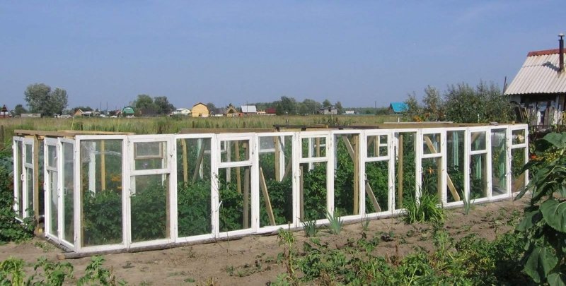 Теплица из старых оконных