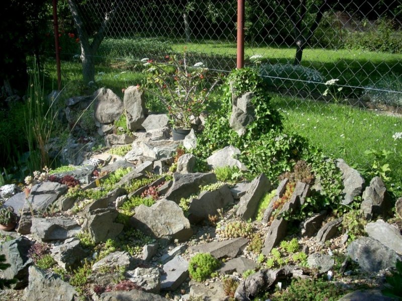 Чешская скалка альпийская горка