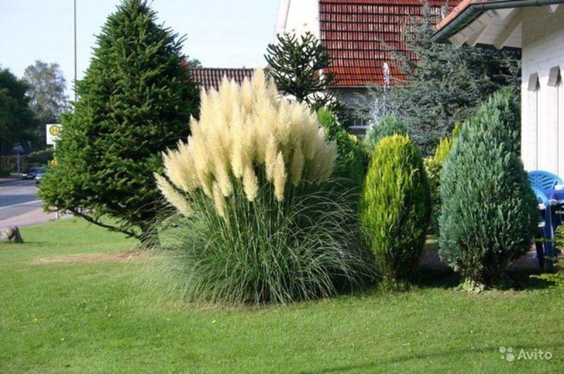 Кортадерия селло серебристая