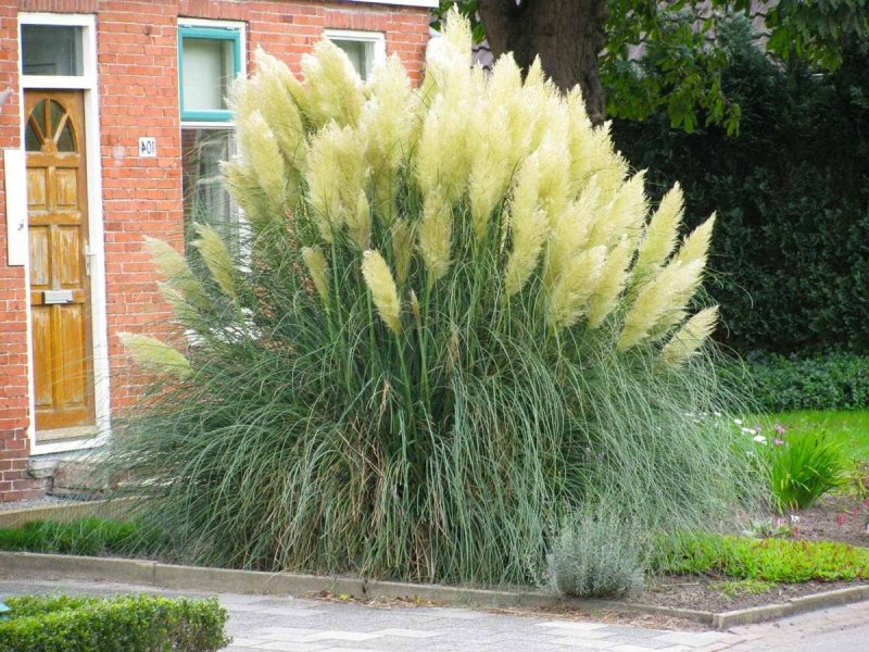 Кортадерия селло white plume