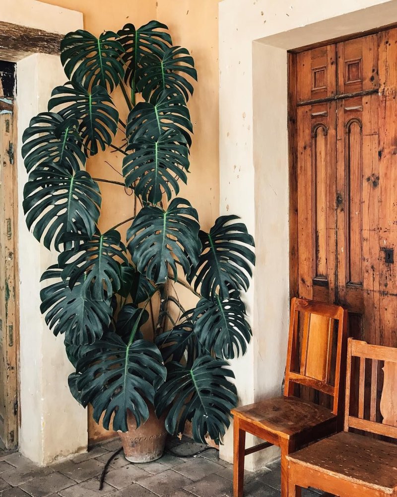 Монстера делициоза monstera deliciosa