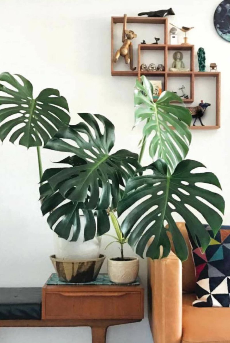 Монстера делициоза monstera deliciosa