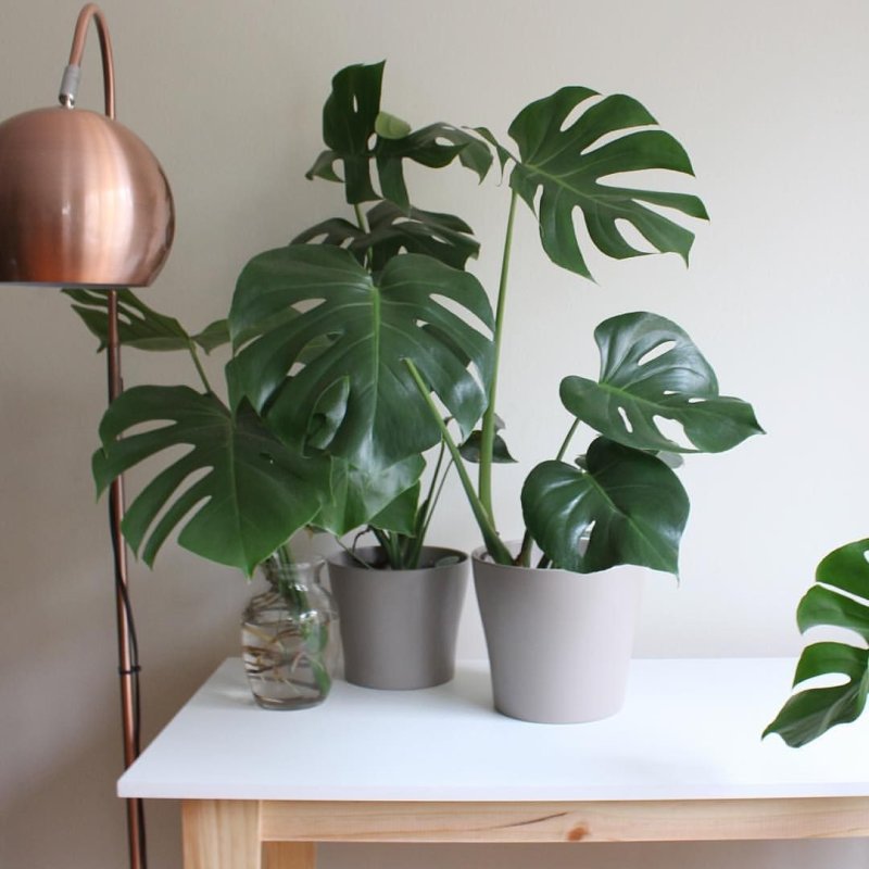 Монстера делициоза monstera deliciosa