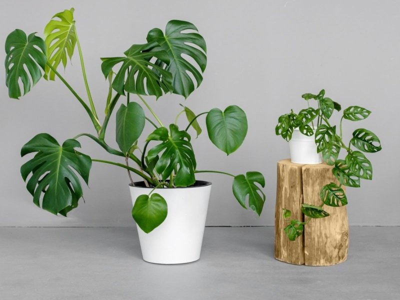 Монстера делициоза monstera deliciosa