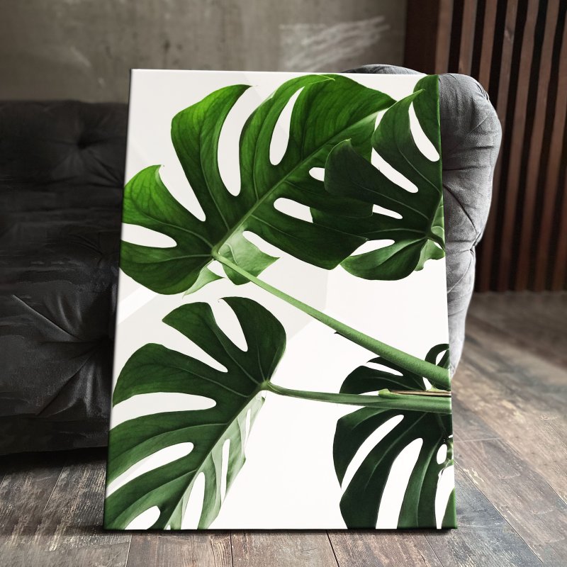 Monstera leaf