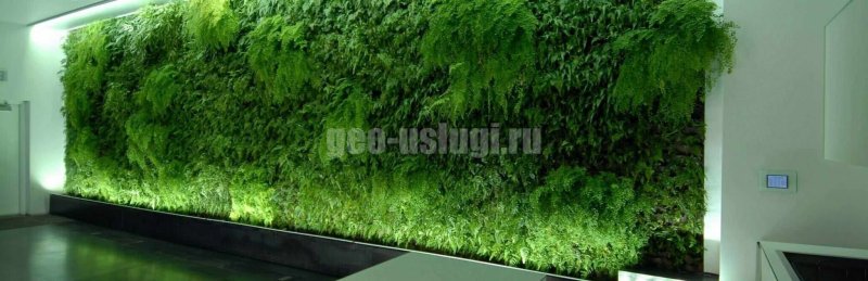 Зеленая стена из искусственных растений