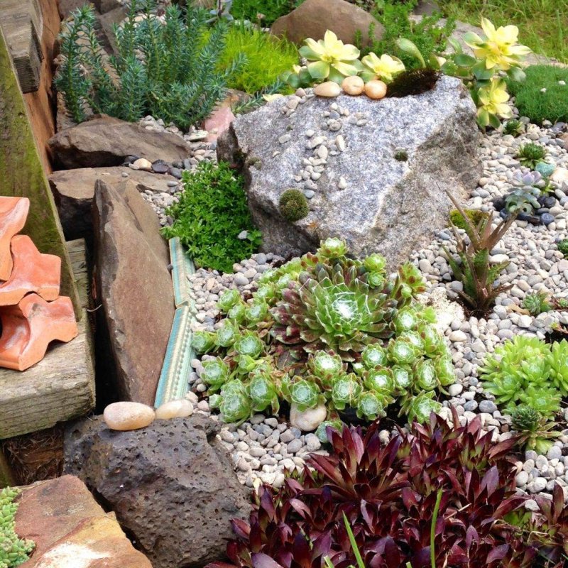 Молодило sempervivum silberkarneol