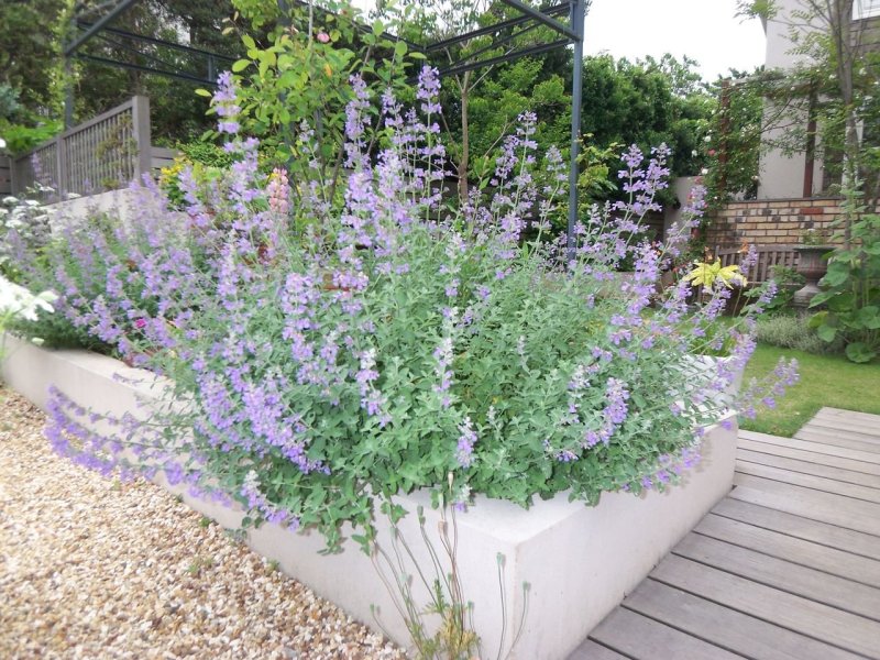 Котовник фассена nepeta faassenii