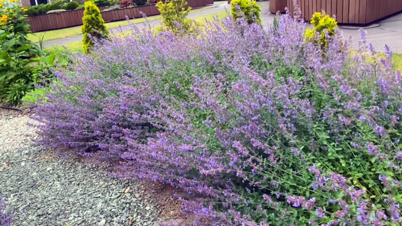 Котовник фассена nepeta faassenii