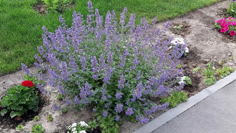 Котовник six hills giant