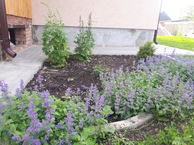 Котовник фассена nepeta faassenii