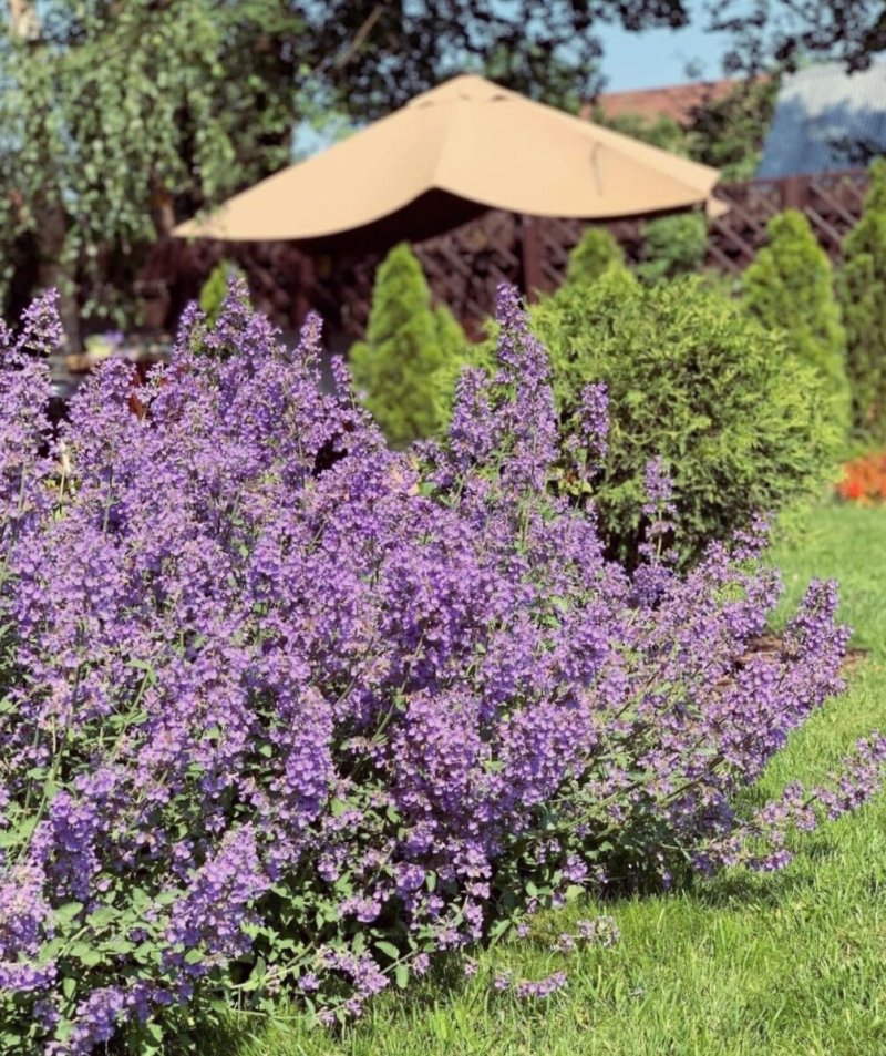 Котовник фассена nepeta faassenii