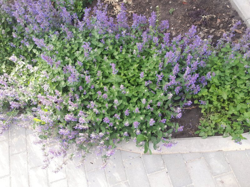 Котовник муссини