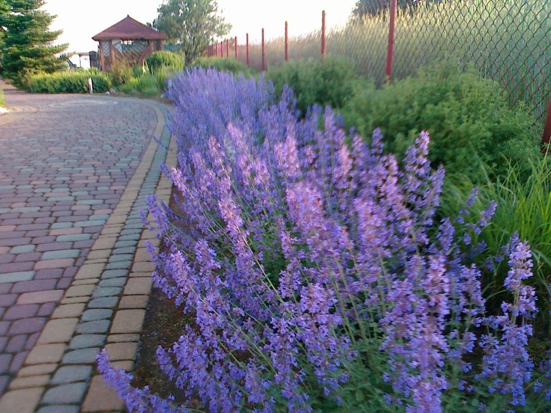 Котовник nepeta grandiflora