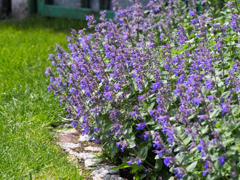 Котовник фассена nepeta faassenii