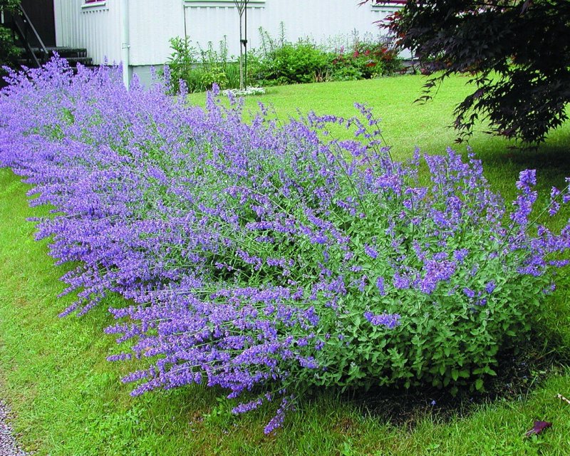 Котовник фассена nepeta faassenii