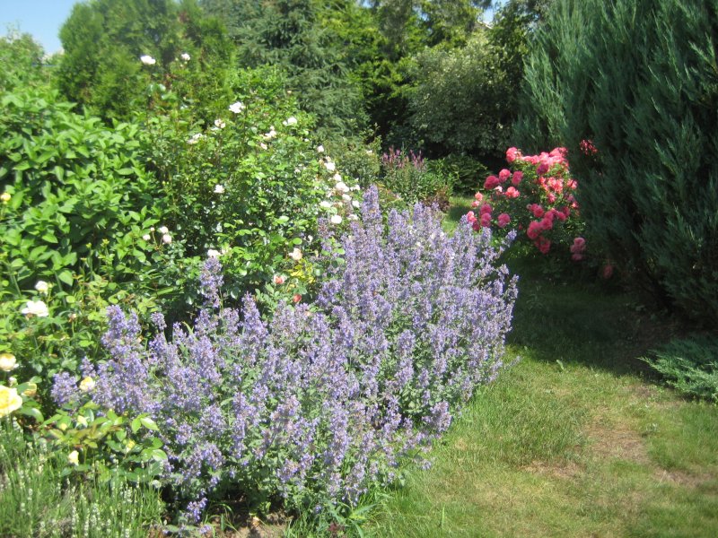 Котовник six hills giant
