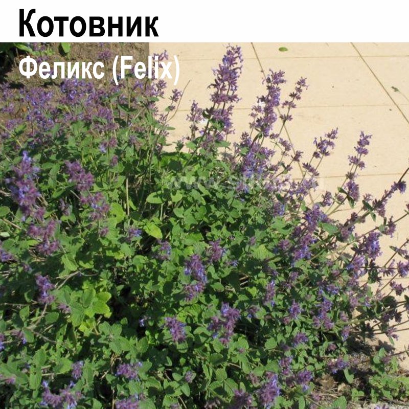 Котовник кистевидный nepeta racemosa