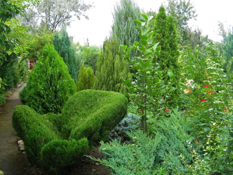 Можжевельник в ландшафтном дизайне
