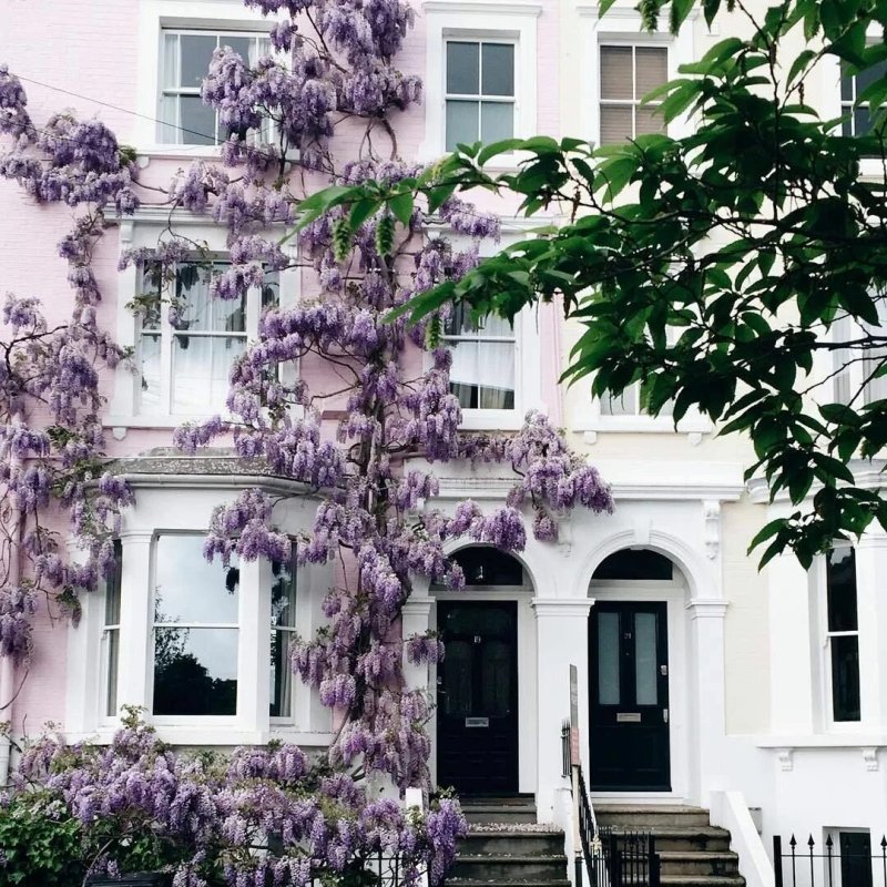 Глициния wisteria sinensis